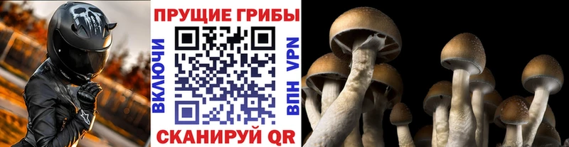 купить наркоту Канск Псилоцибиновые грибы прущие грибы